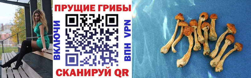 Галлюциногенные грибы прущие грибы  Семилуки 